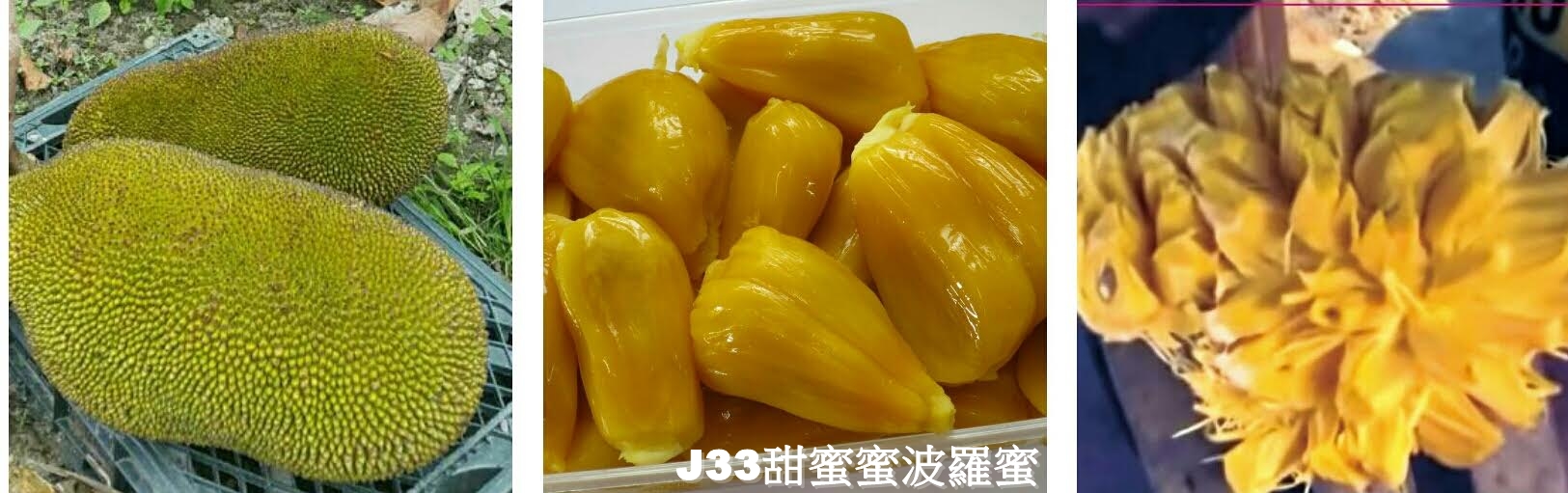 J33甜蜜蜜波羅蜜-1.jpg