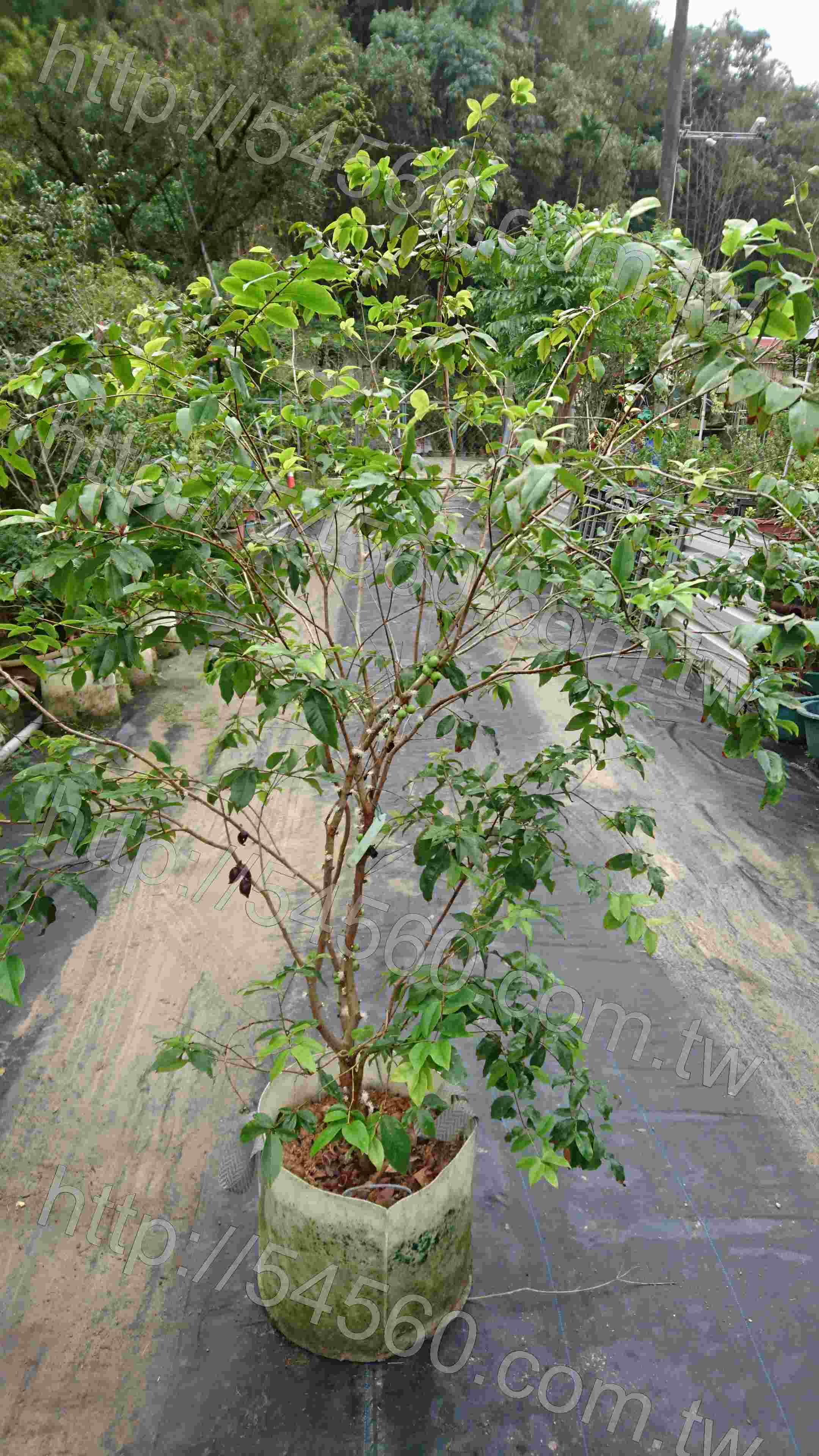 矮樹