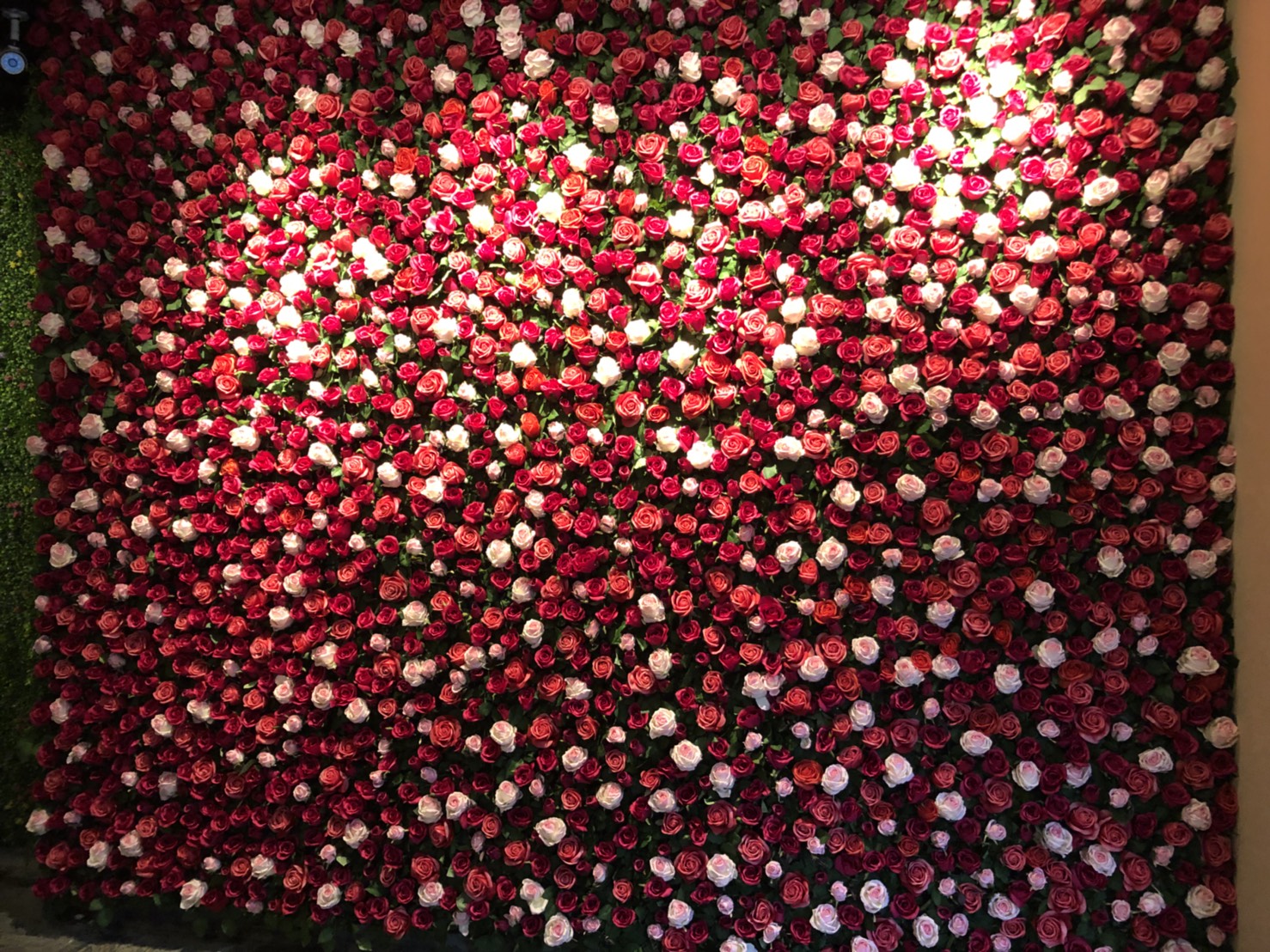 花牆、玫瑰牆.jpg