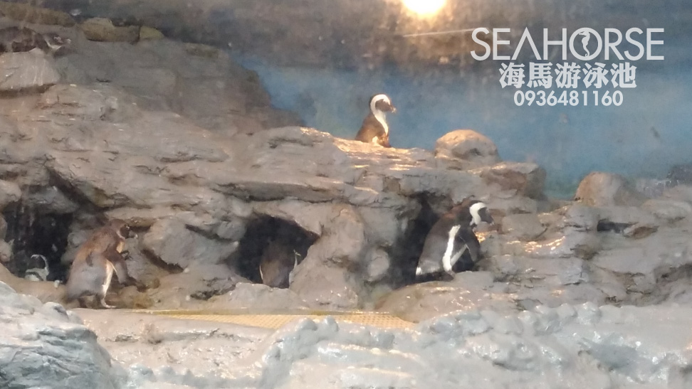 20180209 海馬游泳池-動物園生態景觀企鵝池水質改善計畫-泳池工程施工設備設計維修-01.jp