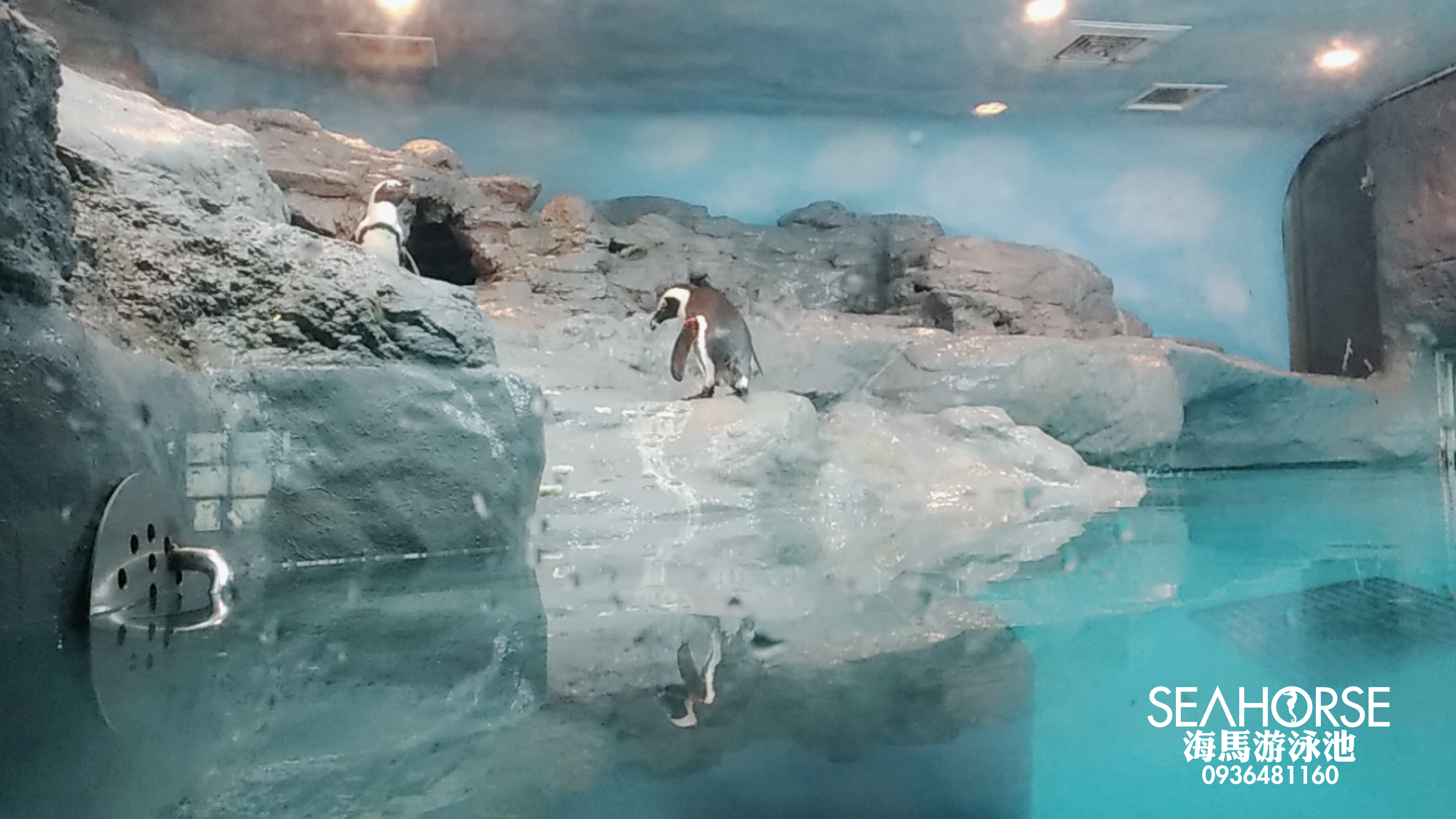 20180202 海馬游泳池-動物園生態景觀企鵝池水質改善計畫-泳池工程施工設備設計維修.jpg