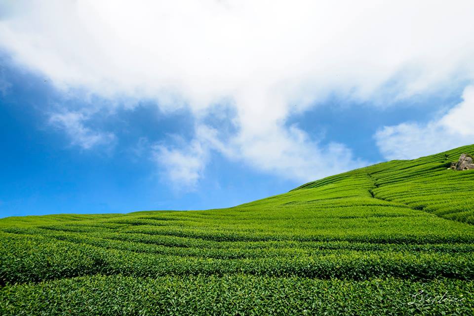 台灣高山茶