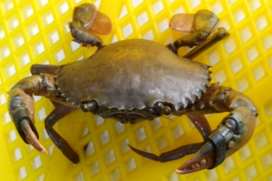 100% Natural Rubber Band1.jpg