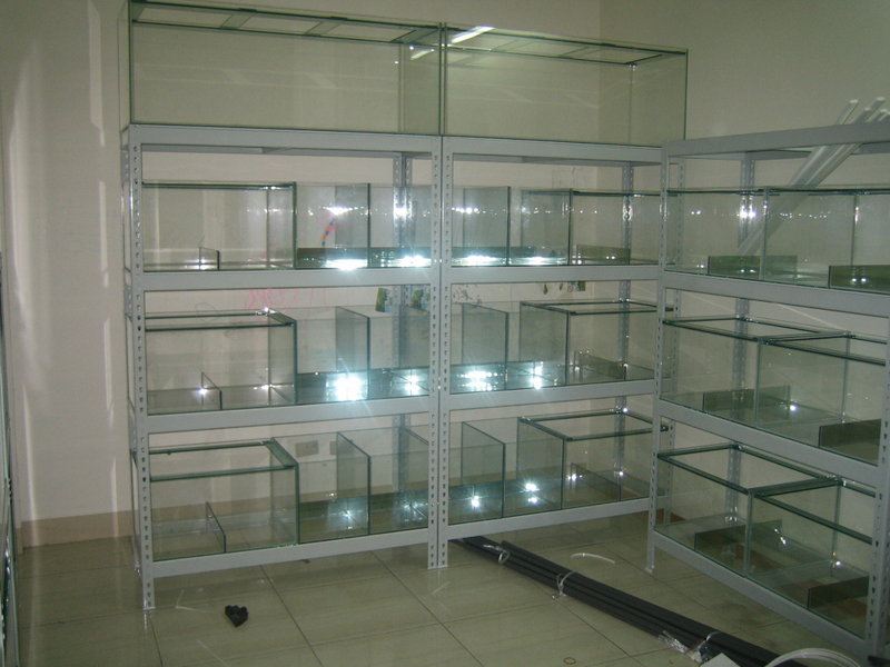水族箱陳列 (1).jpg