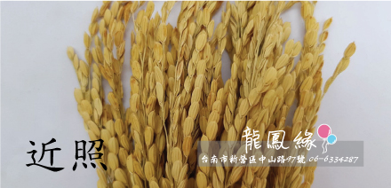 稻穗近照.jpg