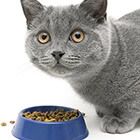 【旅行診断】猫に餌をあげます？？