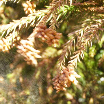 花粉症対策の始め方～食事による体質改善や肌荒れ予防で美肌に♪