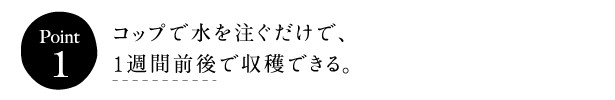 [ポイント１]コップで水を注ぐだけで、1週間（7日）前後で収穫できる。
