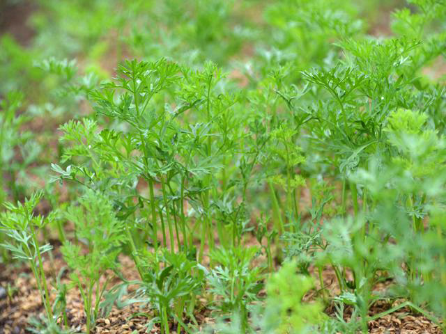 野菜嫌いな子供でも食べられる、「野菜たっぷりのドレッシング」を作りたい！ 写真1