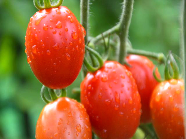 野菜嫌いな子供でも食べられる、「野菜たっぷりのドレッシング」を作りたい！ 写真10
