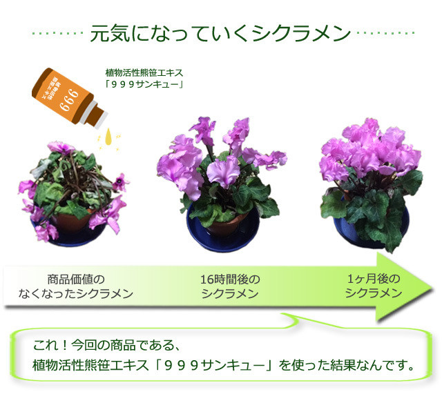 Makuake 植物活性熊笹エキス 999サンキュー を商品化して あなたの植物を元気にしたい マクアケ