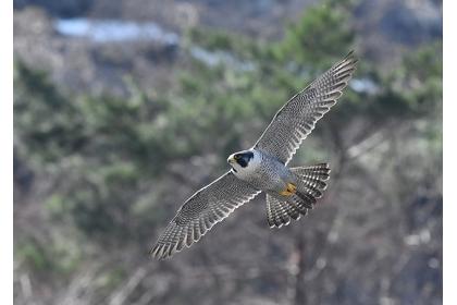 第51回tattaサタデーラン はやぶさのように走ろう 目標距離をめざ走 Runnet ランネット 大会ガイド エントリー