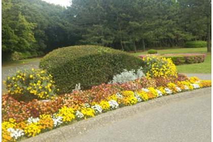 第14回稲毛花のマラソン