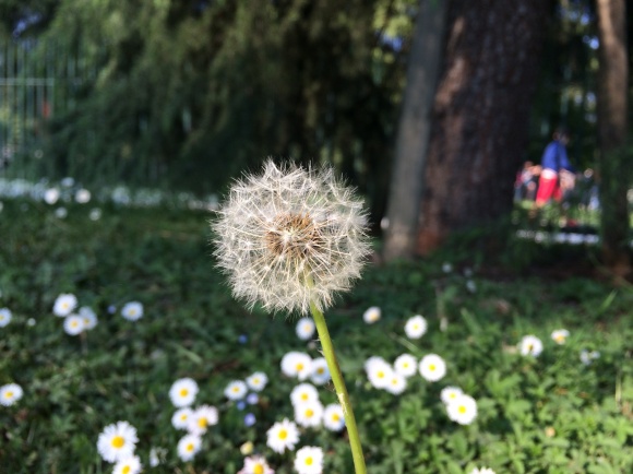TARAXACUM