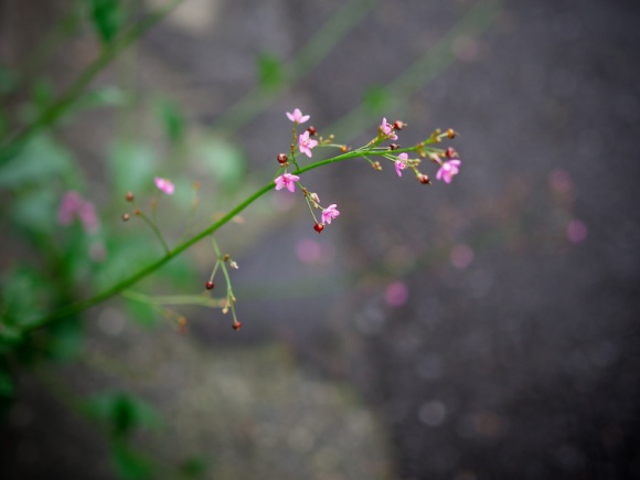道端の花の美しさに想うこと Blog Pen Online
