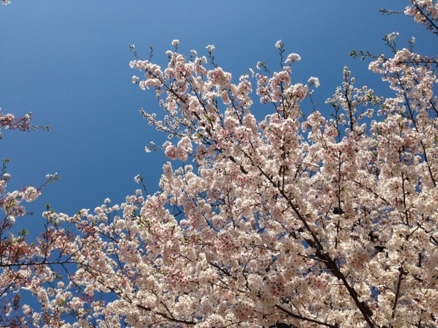 朝散歩のすすめ