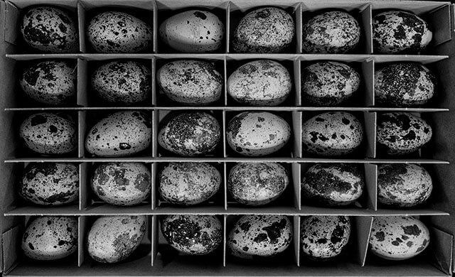 「命をいただく」とは? ミシュラン星付きシェフが撮り下ろした注目の写真展『TRANSVERSALITÉ 生命縦断』が開催。