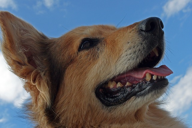 犬もお風呂でスッキリ 入れ方のポイント5つ Zehitomo Journal