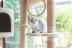 キャットタワー・ステップ、爪とぎ