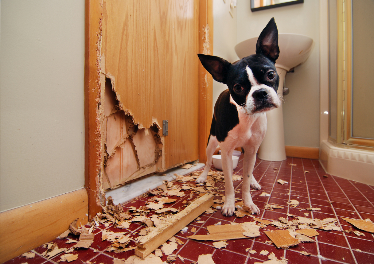 犬猫による破損対策