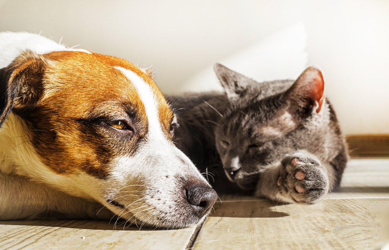 犬猫用アイテム