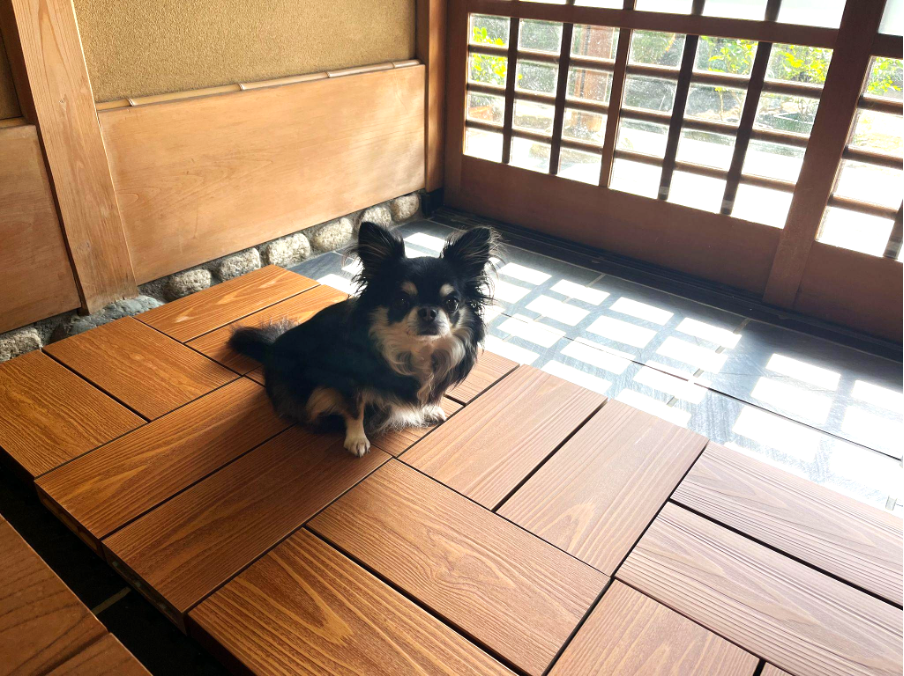 彩木スナップデッキ