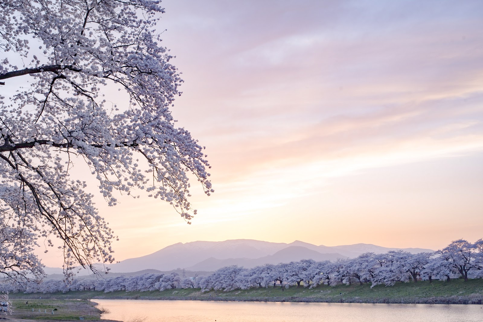 春、仙台に来たら千本桜を見に行こう。~白石川堤1目千本桜~  Photoli 