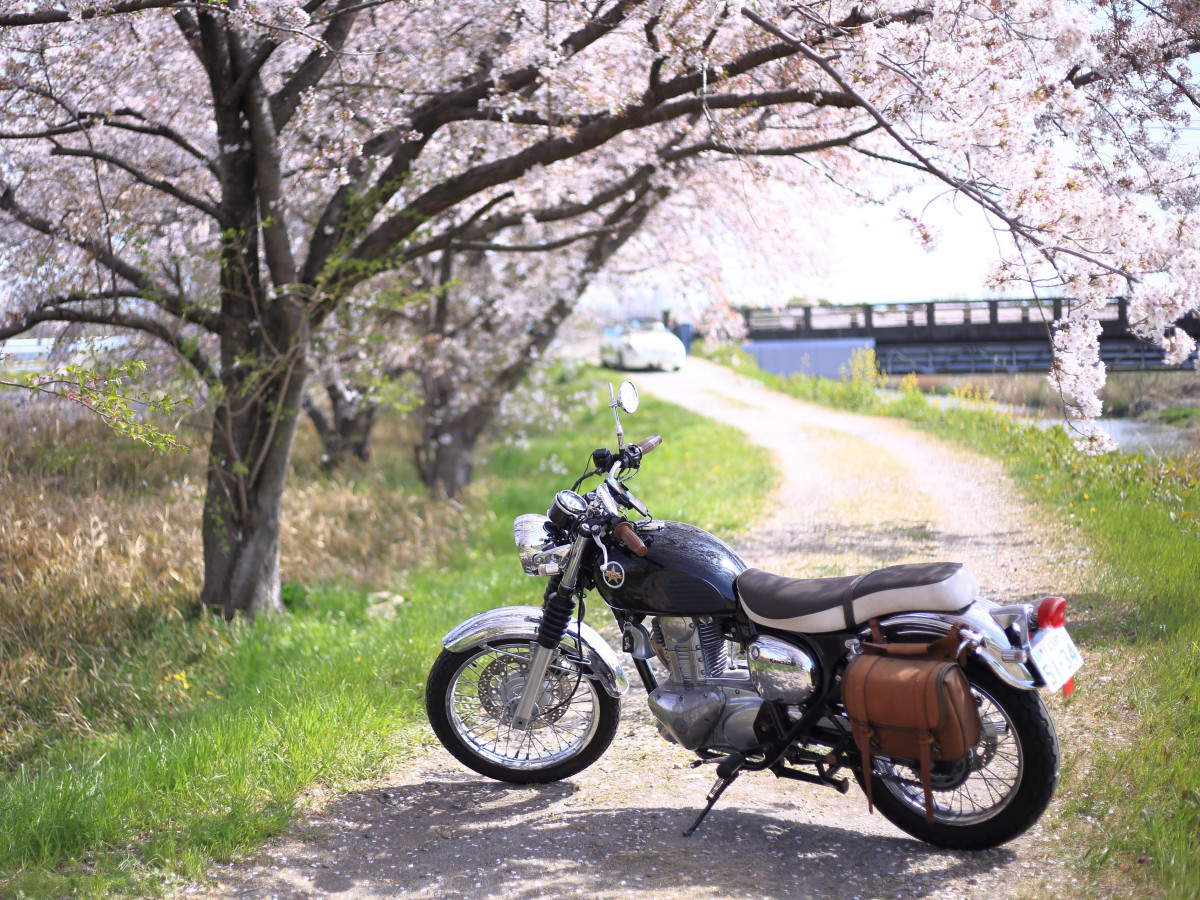 さくまんさんが投稿したツーリング情報 エストレヤと桜を見てきました カワサキ バイクのカスタム ツーリング情報ならモトクル Motocle