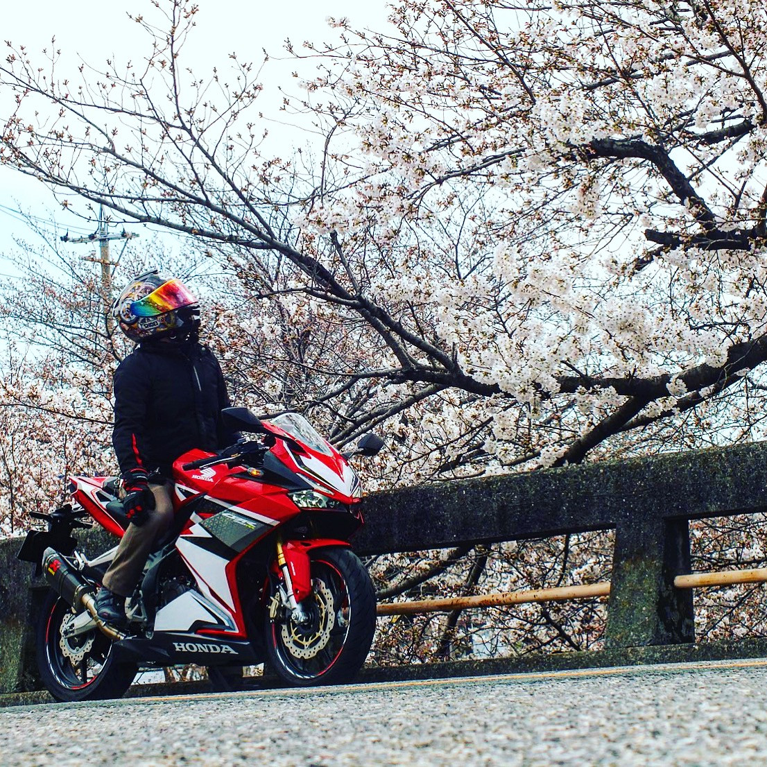 ノブッチさんの投稿した愛車情報 Cbr250rr 春間近 咲きはじめた桜と一緒に R バイクのカスタム ツーリング情報ならモトクル Motocle