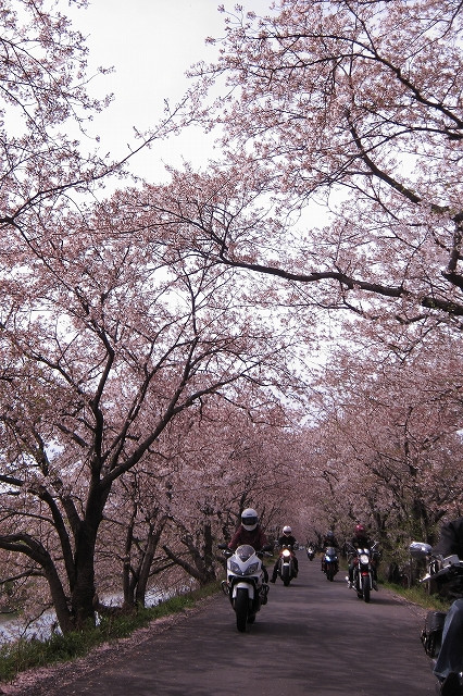 Yetiさんの投稿したバイクライフ 春先のお気に入りスポット 桜のトンネル バイクのカスタム ツーリング情報ならモトクル Motocle