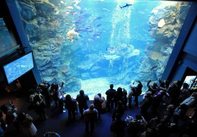 エイやウミガメなどが展示されている大水槽=2012年3月14日