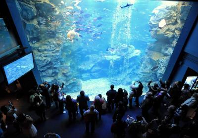 エイやウミガメなどが展示されている大水槽＝2012年3月14日