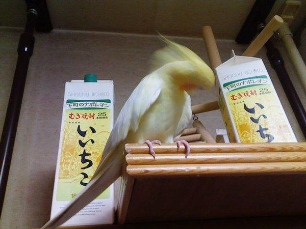 タンバリンを高速で叩いて話題になった「いいちこインコ」