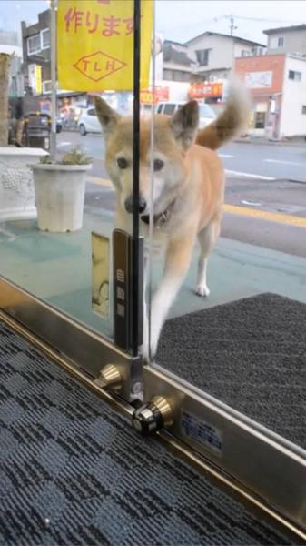 犬用ボタンを押し、ドアを開けるジャック=熊本市東区