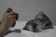 人間とは違う猫の目、写真撮影で気をつける点は?