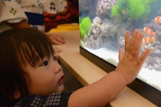 金魚 アート ニモ ドリー プレゼント 置物 水槽 金魚 海 マリン 生き物 金魚 アート ニモ ドリー プレゼント 置物 水槽 金魚 海 マリン