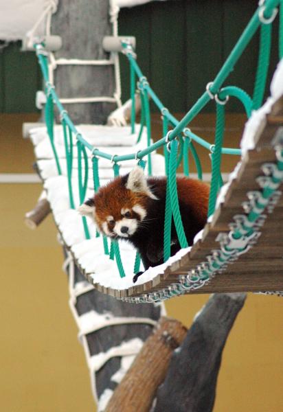 つり橋から来園者を見下ろすレッサーパンダ＝2006年12月