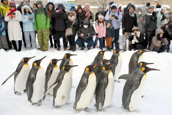 愛らしいペンギンの散歩を大勢の来園者が見つめていた＝2016年12月