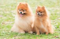 微笑む2匹のポメラニアン。犬のベタな名前にもお国柄がありました…