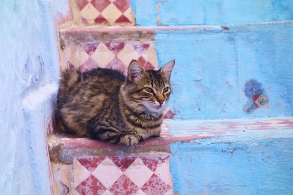 シャウエンでは猫をよくみかけます