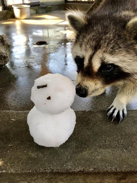 飼育員によるTwitterフォトコンテストに投稿されたアライグマの写真