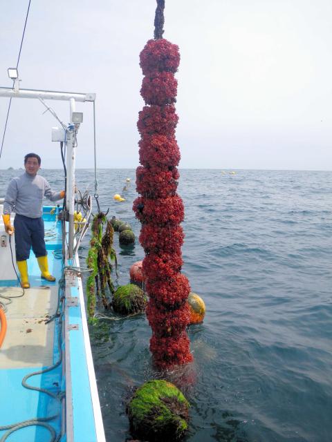 海からあげた養殖のホヤ(宮城県提供)