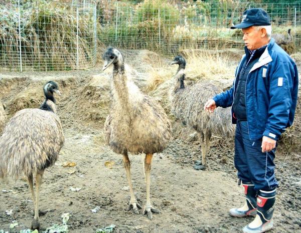 飼育されているエミュー＝2017年12月13日、佐賀県基山町宮浦
