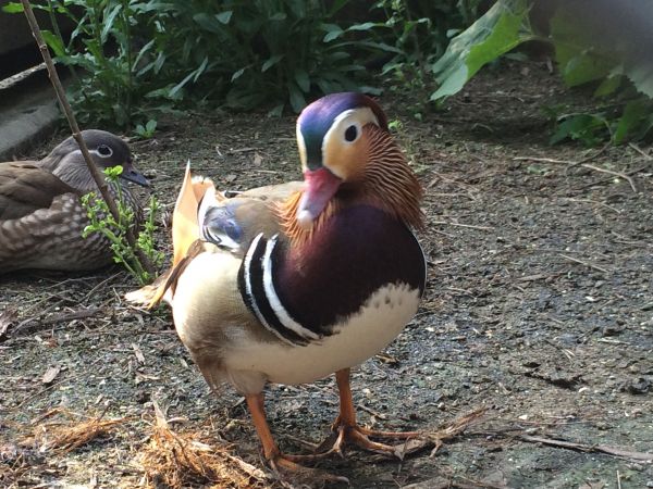 園内で暮らしているオシドリ