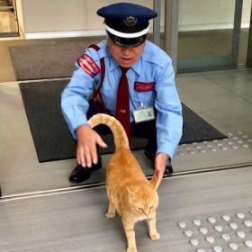 猫と警備員、ほっこり攻防の日々