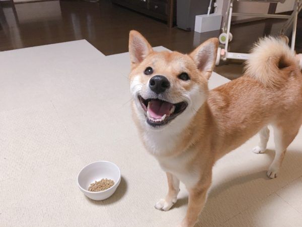 食事中に逆立ちしちゃう柴犬 生後2カ月りんご郎 飼い主に聞いた 食事中に逆立ちしちゃう柴犬 生後2カ月りんご郎 飼い主に聞いた