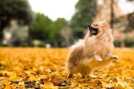 走り回るポメラニアンかと思いきや…　羊毛で作った立体作品が話題に