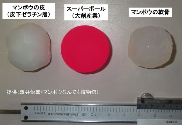 マンボウの軟骨から作られたボール（左）