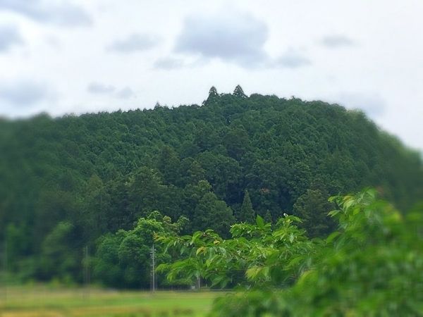 地元の子どもたちに「トトロの森」と呼ばれている山。トトロのような耳がぴょこん