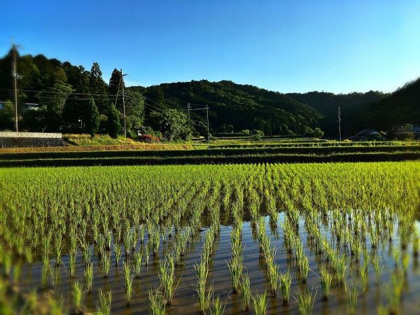 集落の人を手伝って、畑さんも初めて田植えをした